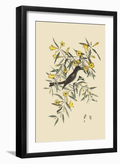 Blackcap Flycatcher-Mark Catesby-Framed Art Print
