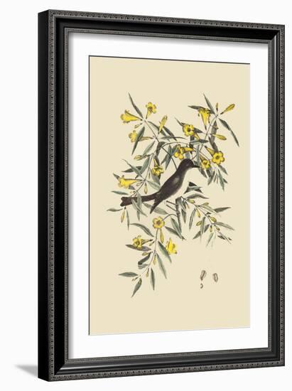 Blackcap Flycatcher-Mark Catesby-Framed Art Print