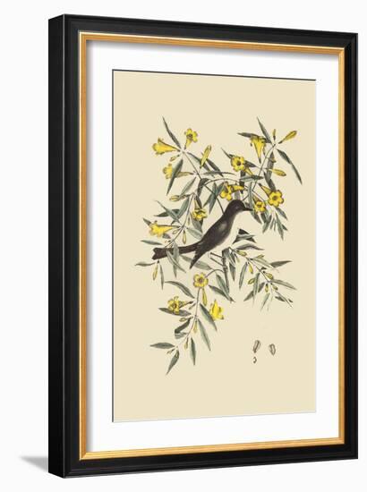 Blackcap Flycatcher-Mark Catesby-Framed Art Print