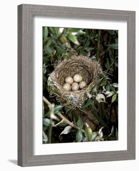 Blackcap Nest with Five Eggs, Hampshire, England, UK-Andy Sands-Framed Photographic Print