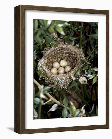 Blackcap Nest with Five Eggs, Hampshire, England, UK-Andy Sands-Framed Photographic Print
