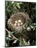Blackcap Nest with Five Eggs, Hampshire, England, UK-Andy Sands-Mounted Photographic Print