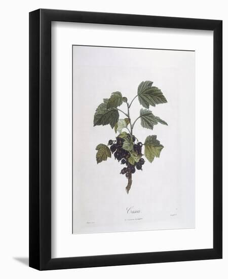 Blackcurrant (Ribes Nigrum) or Cassis Noir De Bourgogne Henry Louis Duhamel Du Monceau-null-Framed Giclee Print