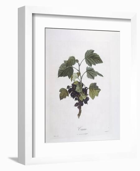 Blackcurrant (Ribes Nigrum) or Cassis Noir De Bourgogne Henry Louis Duhamel Du Monceau-null-Framed Giclee Print