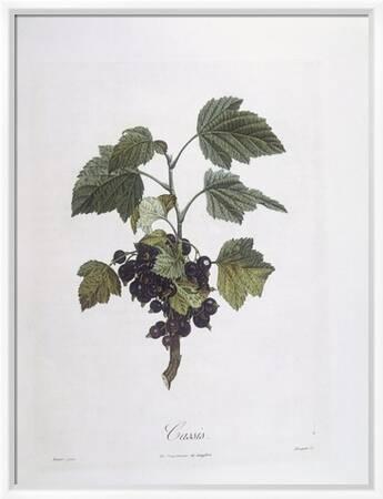 Blackcurrant (Ribes Nigrum) or Cassis Noir De Bourgogne Henry Louis Duhamel  Du Monceau' Giclee Print | Art.com
