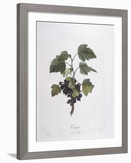 Blackcurrant (Ribes Nigrum) or Cassis Noir De Bourgogne Henry Louis Duhamel Du Monceau-null-Framed Giclee Print