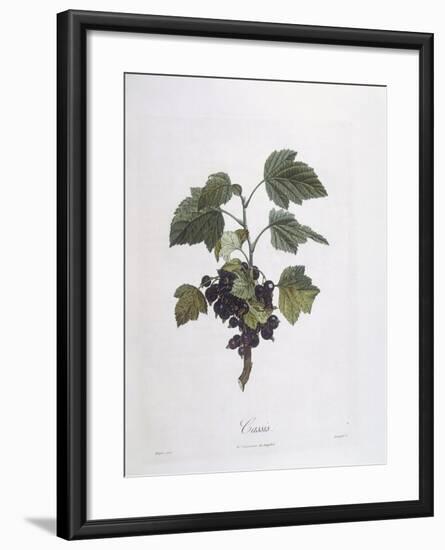 Blackcurrant (Ribes Nigrum) or Cassis Noir De Bourgogne Henry Louis Duhamel Du Monceau-null-Framed Giclee Print
