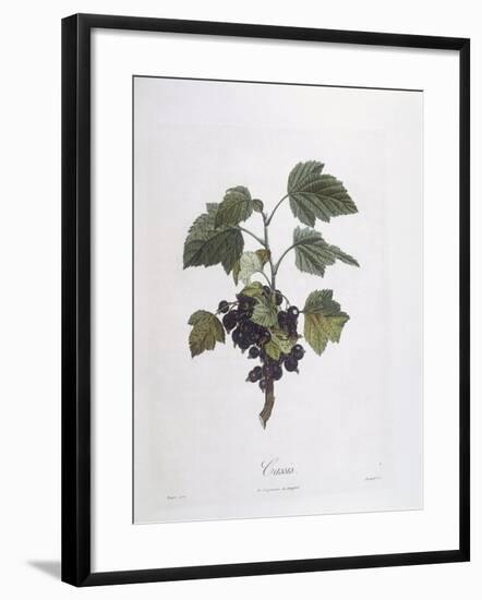 Blackcurrant (Ribes Nigrum) or Cassis Noir De Bourgogne Henry Louis Duhamel Du Monceau-null-Framed Giclee Print