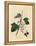 Blackcurrant Tree, Ribes Nigrum-James Sowerby-Framed Premier Image Canvas