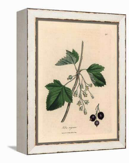 Blackcurrant Tree, Ribes Nigrum-James Sowerby-Framed Premier Image Canvas