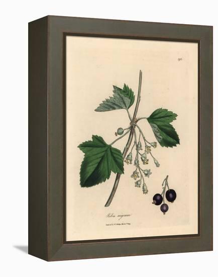 Blackcurrant Tree, Ribes Nigrum-James Sowerby-Framed Premier Image Canvas