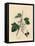 Blackcurrant Tree, Ribes Nigrum-James Sowerby-Framed Premier Image Canvas