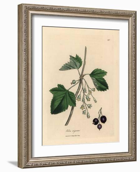 Blackcurrant Tree, Ribes Nigrum-James Sowerby-Framed Giclee Print