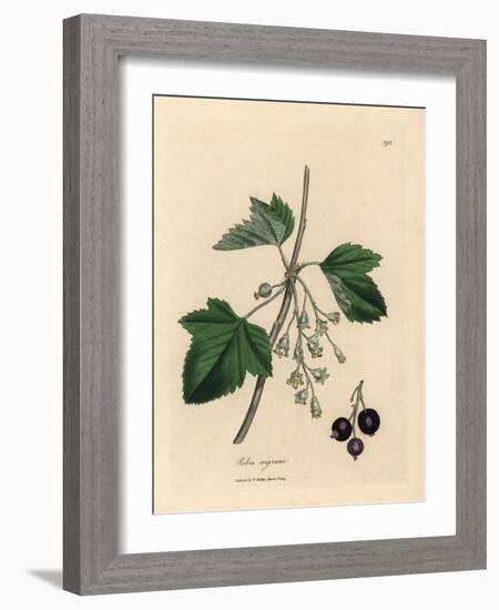 Blackcurrant Tree, Ribes Nigrum-James Sowerby-Framed Giclee Print