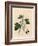 Blackcurrant Tree, Ribes Nigrum-James Sowerby-Framed Giclee Print