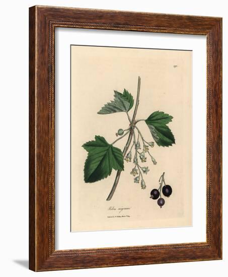 Blackcurrant Tree, Ribes Nigrum-James Sowerby-Framed Giclee Print