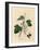 Blackcurrant Tree, Ribes Nigrum-James Sowerby-Framed Giclee Print