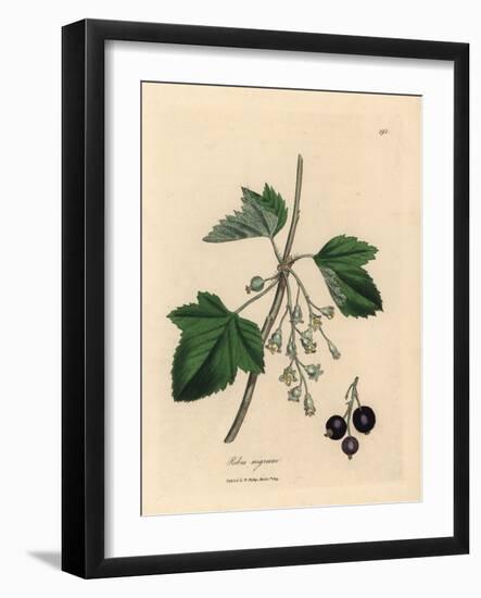 Blackcurrant Tree, Ribes Nigrum-James Sowerby-Framed Giclee Print