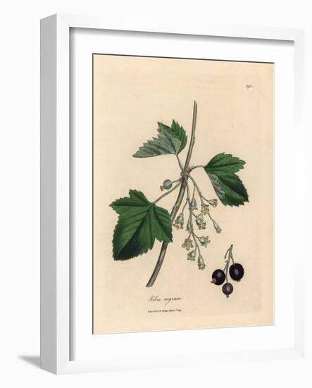 Blackcurrant Tree, Ribes Nigrum-James Sowerby-Framed Giclee Print