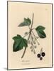 Blackcurrant Tree, Ribes Nigrum-James Sowerby-Mounted Giclee Print