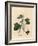 Blackcurrant Tree, Ribes Nigrum-James Sowerby-Framed Giclee Print