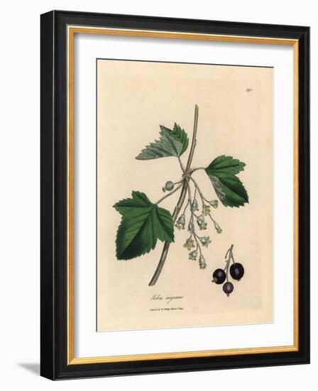 Blackcurrant Tree, Ribes Nigrum-James Sowerby-Framed Giclee Print