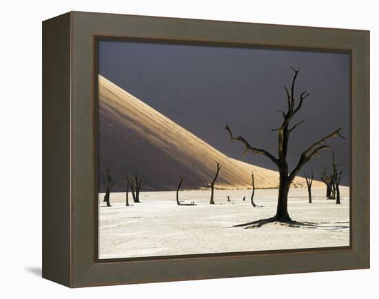 Blackened Camelthorn Trees in Dead Vlei, Near Sossusvlei, Namibia-Julian Love-Framed Premier Image Canvas