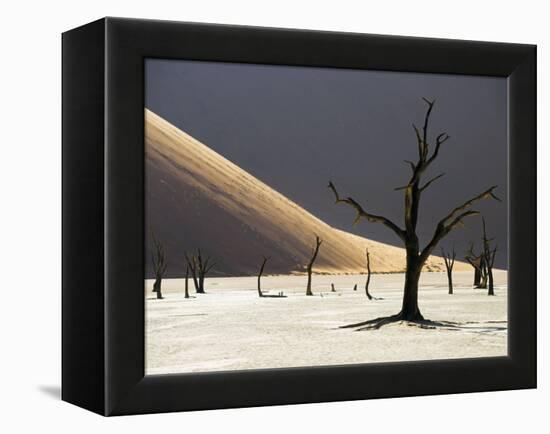 Blackened Camelthorn Trees in Dead Vlei, Near Sossusvlei, Namibia-Julian Love-Framed Premier Image Canvas