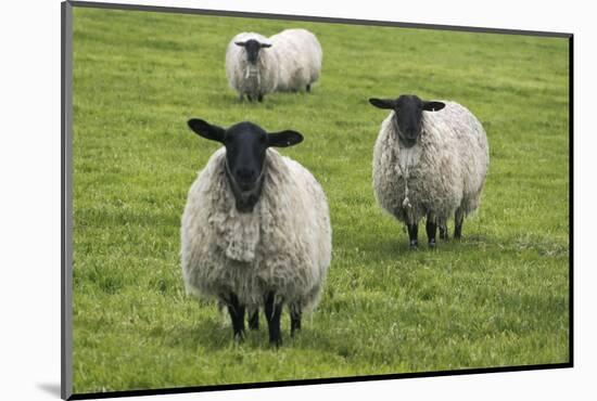 Blackface ewe, Northumberland, England, UK-Keren Su-Mounted Photographic Print