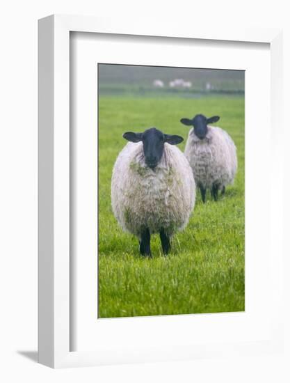 Blackface ewe, Northumberland, England, UK-Keren Su-Framed Photographic Print