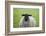 Blackface ewe, Northumberland, England, UK-Keren Su-Framed Photographic Print