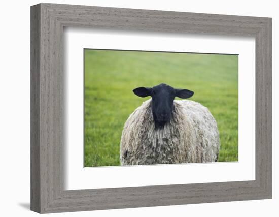 Blackface ewe, Northumberland, England, UK-Keren Su-Framed Photographic Print