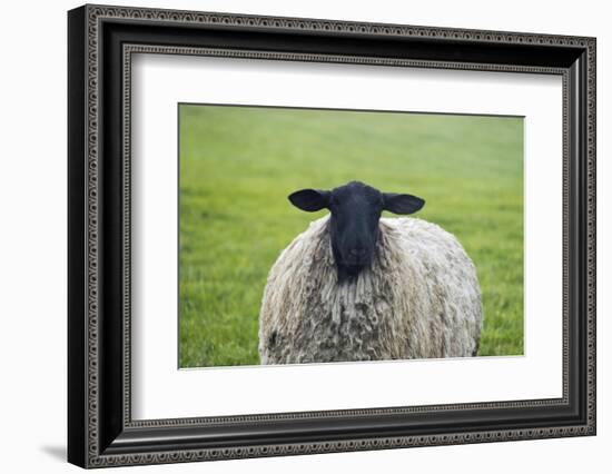 Blackface ewe, Northumberland, England, UK-Keren Su-Framed Photographic Print