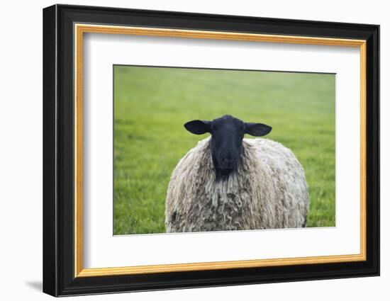 Blackface ewe, Northumberland, England, UK-Keren Su-Framed Photographic Print