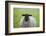 Blackface ewe, Northumberland, England, UK-Keren Su-Framed Photographic Print