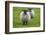 Blackface ewe, Northumberland, England, UK-Keren Su-Framed Photographic Print