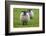 Blackface ewe, Northumberland, England, UK-Keren Su-Framed Photographic Print