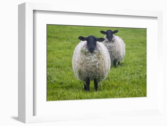 Blackface ewe, Northumberland, England, UK-Keren Su-Framed Photographic Print