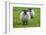 Blackface ewe, Northumberland, England, UK-Keren Su-Framed Photographic Print