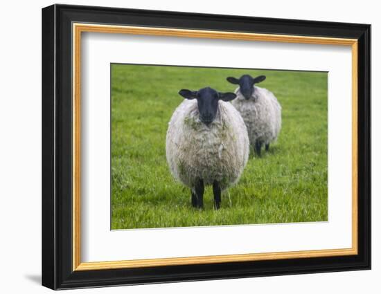 Blackface ewe, Northumberland, England, UK-Keren Su-Framed Photographic Print