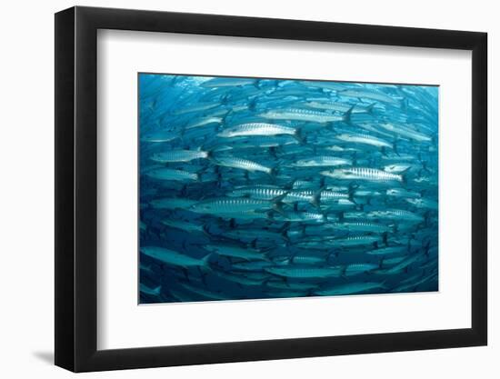 Blackfin Barracuda (Sphyraena Qenie) Pacific Ocean-Reinhard Dirscherl-Framed Photographic Print