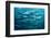 Blackfin Barracuda (Sphyraena Qenie) Pacific Ocean-Reinhard Dirscherl-Framed Photographic Print