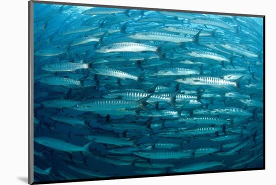 Blackfin Barracuda (Sphyraena Qenie) Pacific Ocean-Reinhard Dirscherl-Mounted Photographic Print