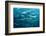 Blackfin Barracuda (Sphyraena Qenie) Pacific Ocean-Reinhard Dirscherl-Framed Photographic Print