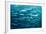 Blackfin Barracuda (Sphyraena Qenie) Pacific Ocean-Reinhard Dirscherl-Framed Photographic Print