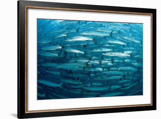 Blackfin Barracuda (Sphyraena Qenie) Pacific Ocean-Reinhard Dirscherl-Framed Photographic Print