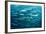 Blackfin Barracuda (Sphyraena Qenie) Pacific Ocean-Reinhard Dirscherl-Framed Photographic Print