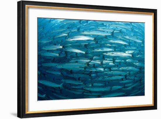 Blackfin Barracuda (Sphyraena Qenie) Pacific Ocean-Reinhard Dirscherl-Framed Photographic Print