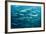 Blackfin Barracuda (Sphyraena Qenie) Pacific Ocean-Reinhard Dirscherl-Framed Photographic Print