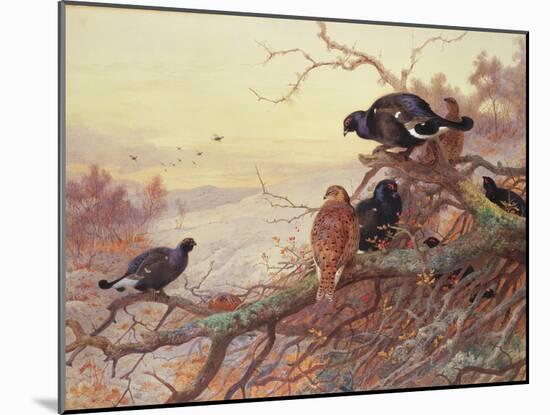 Blackgame in Winter-Archibald Thorburn-Mounted Giclee Print